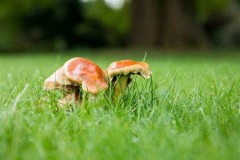 Mushroom In Grass Free Stock Photo - Public Domain Pictures