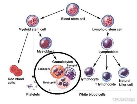 What Is Immature Granulocytes Absolute In Blood Test