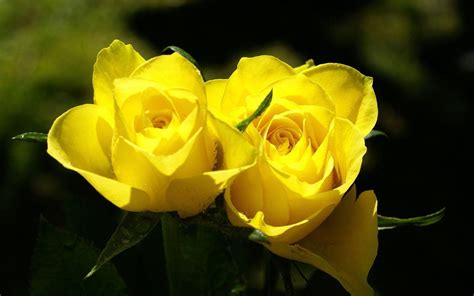 Black and Yellow Roses Wallpapers - Top Free Black and Yellow Roses Backgrounds - WallpaperAccess