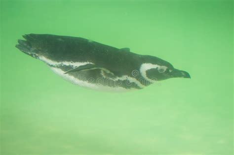 Penguin Swimming Underwater at Blackpool Zoo Stock Photo - Image of ...