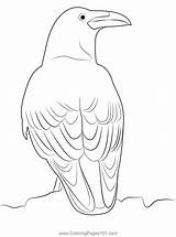 Raven 8 Coloring Page For Kids  Free Crows Printable Pages sketch template