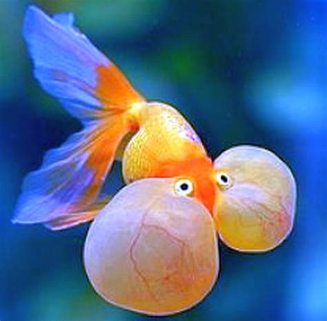 Goldfish (Carassius auratus) | Tropical Fish Keeping