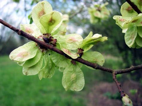 English Elm (Ulmus procera): E2BN Gallery