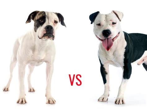 American bulldog vs Pitbull | Pitbulls, American bulldog, Pitbull puppy