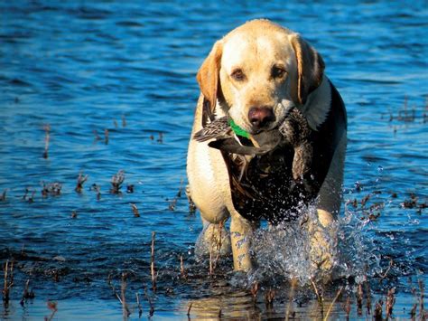 Yellow lab retrieving a duck. | Smithsonian Photo Contest | Smithsonian Magazine