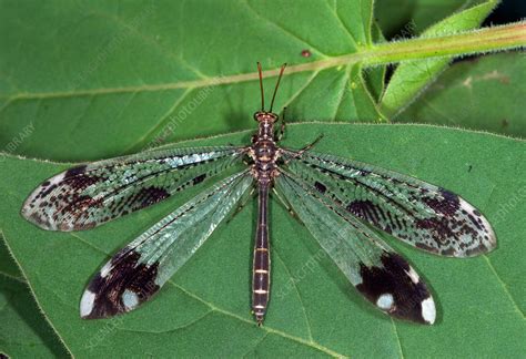 Adult Antlion - Stock Image - F031/3264 - Science Photo Library