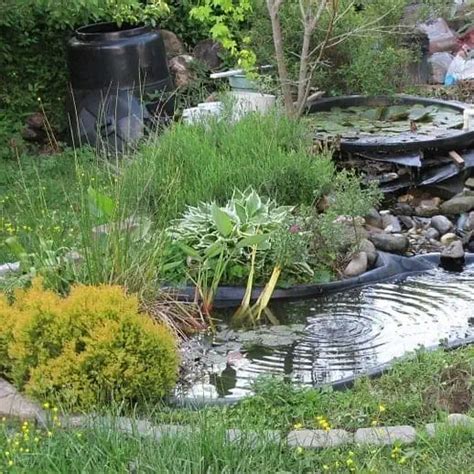 The Best Small Plants for Small Ponds (Easy Care Species) - Pond Informer