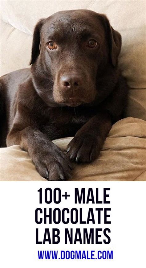 100+ Male Chocolate Lab Names | Chocolate lab, Chocolate lab puppies, Cute puppy names