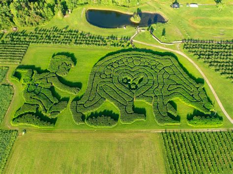 I tried to escape a corn maze. Here's how it went. | Hello Homestead