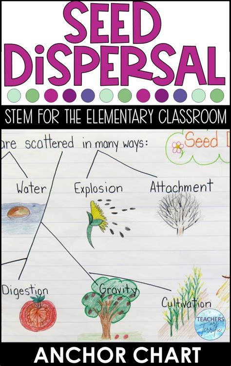 How to Make Seed Dispersal Hands-On - Teachers are Terrific