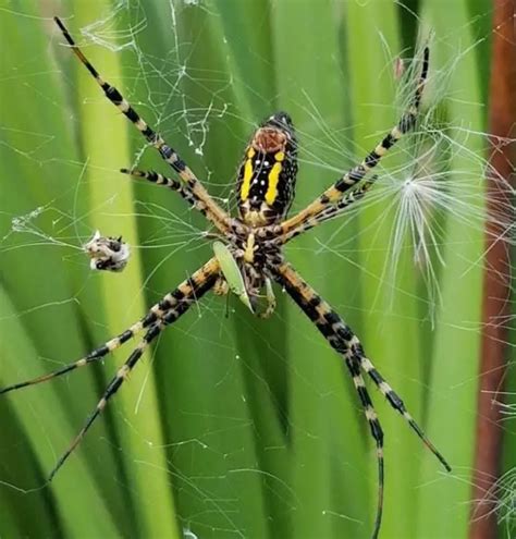 Argiope Aurantia - Black and Yellow Garden Spider - USA Spiders