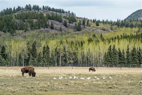 Explore Yukon Wildlife Preserve, Whitehorse, YT