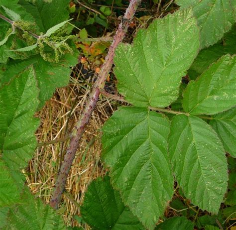 Loganberry facts and health benefits