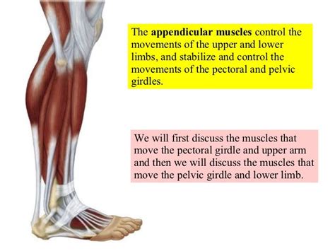 12 Appendicular Muscles