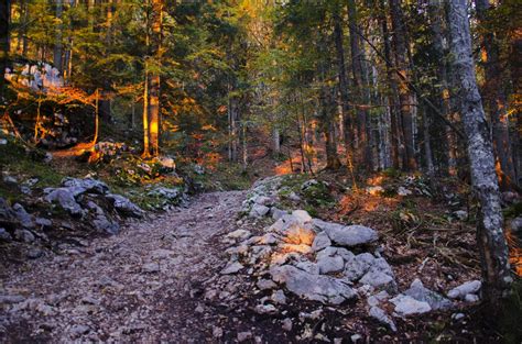 Beautiful autumn sunrise in forest featuring autumn, leaves, and leaf ...