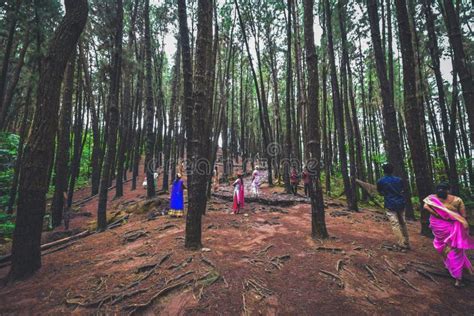 Pine Forest in Vagamon Hills is One of the Best Tourist Place in Kerala Editorial Photography ...