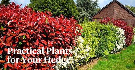 Hedging Plant Ideas You Can Try at Your Home