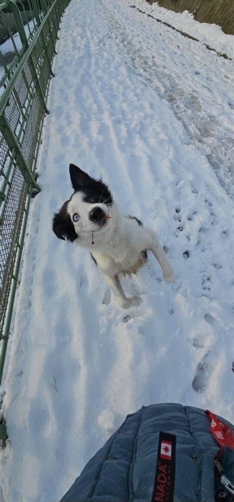 Enjoying the snow with her emotional support leaf : r/BorderCollie