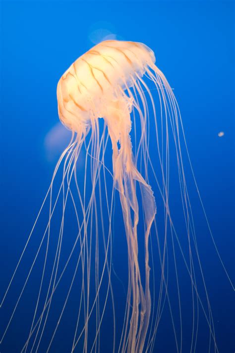 Carnivores and Super Predators: jellyfish pics