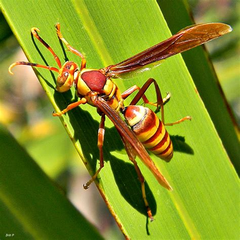 Paper Wasp (Insects of Ohio) · iNaturalist.org