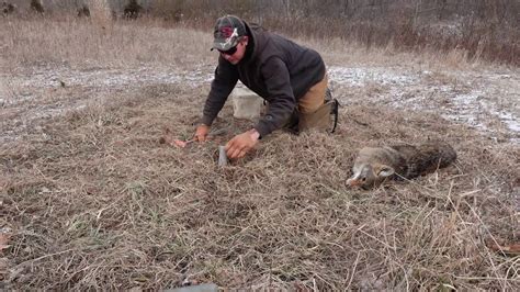The Most IMPORTANT Part To SUCCESSFUL COYOTE TRAPPING!!!! - YouTube