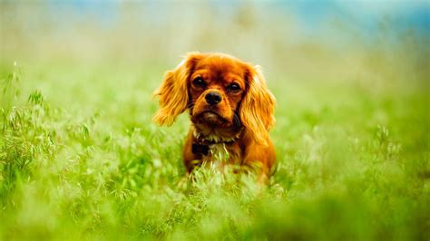 Brown Puppies Wallpapers - Wallpaper Cave