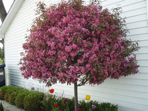 WINSTON’S PLANT SPOTLIGHT: PRAIRIFIRE CRABAPPLE - Bret-Mar Landscape ...