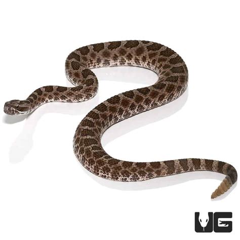 Baby Western Massasauga Rattlesnake for sale - Underground Reptiles