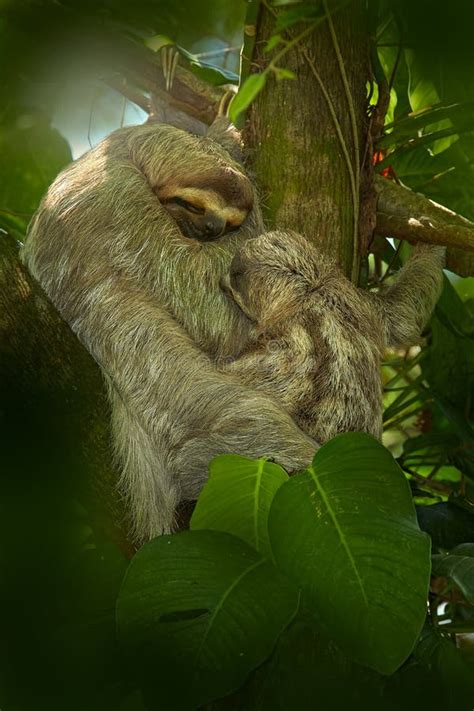 Sloth with Young Baby. Beautiful Animal in Nature Habitat Stock Photo ...