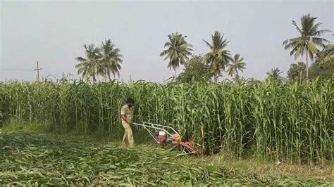 Harvesting sorghum in the smaller fields - YouTube