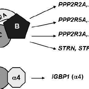 PP2A holoenzyme structure | Download Scientific Diagram