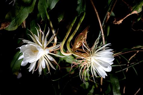 Queen of the Night Plant - How to Care for Epiphyllum Oxypetalum