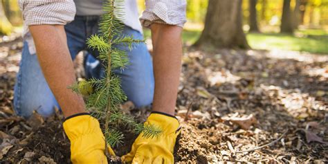 Arts University Bournemouth Is Planting A Tree For Every One Of Its ...