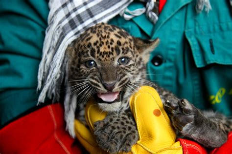 Sri Lankan Leopard Cubs 5. 1. 2018 | Zoo Brno