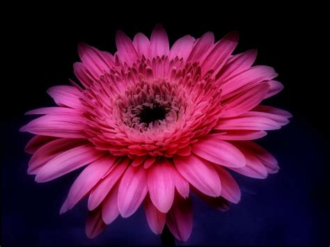 Gerbera Daisy Wallpaper | PixLith