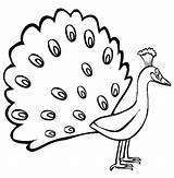 Peacock Coloring Page sketch template