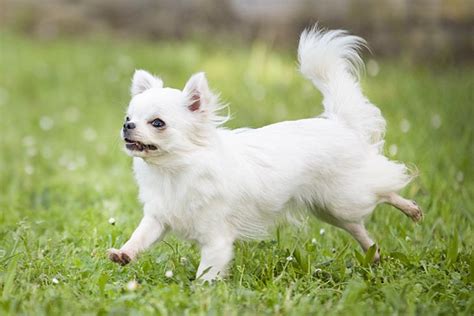 Chihuahua Facts: 9 Things to Know About This Ancient Toy Breed