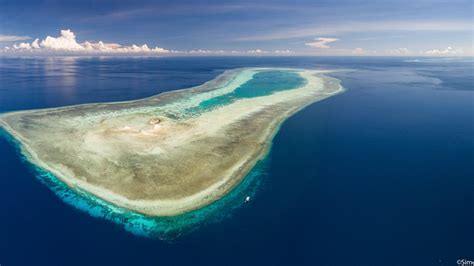 Record numbers of reef sharks found in Philippine Marine Protected Area — Marine Megafauna ...