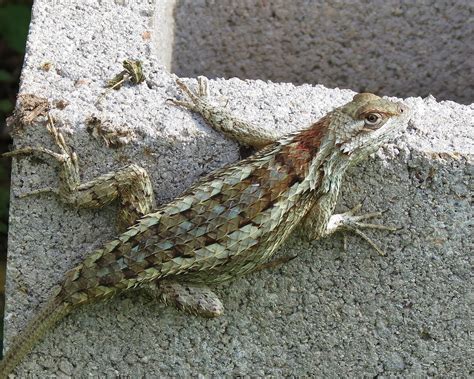 Texas Spiny Lizard - Scheloporus olivaceus IMG_0365 | Flickr