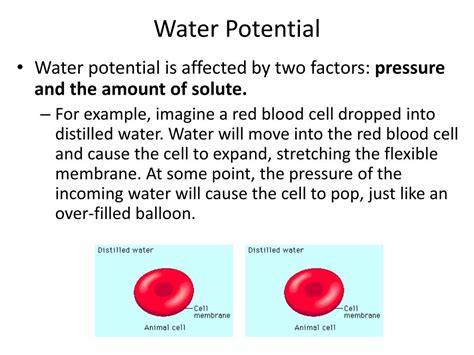 PPT - Diffusion/Osmosis/Water Potential PowerPoint Presentation, free download - ID:1958016