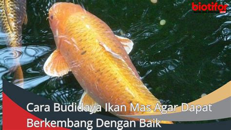 Cara Budidaya Ikan Mas Agar Dapat Berkembang Dengan Baik