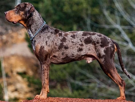 Catahoula Leopard Dog - Wikipedia