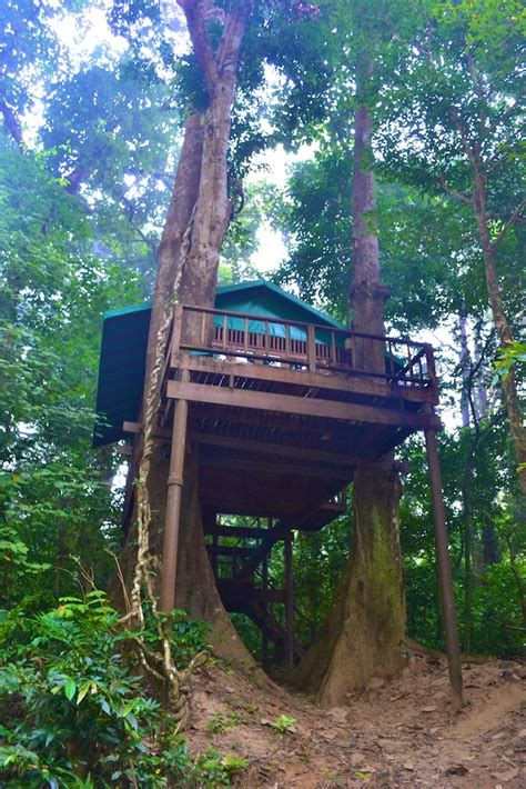 treehouse in the jungle by Tara | Baumhaus, Architektur, Haus