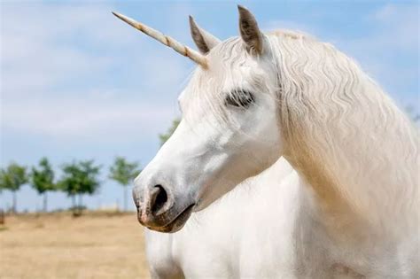 Why the unicorn is Scotland's National animal and the story behind it ...