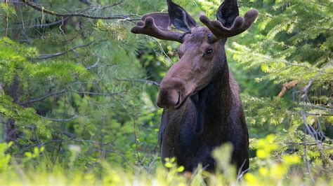 Brown Moose Is Standing In Trees Forest Background Moose HD wallpaper ...