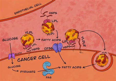 Lipogenesis and lipolysis pathways for fatty acid acquisition by tumor ...