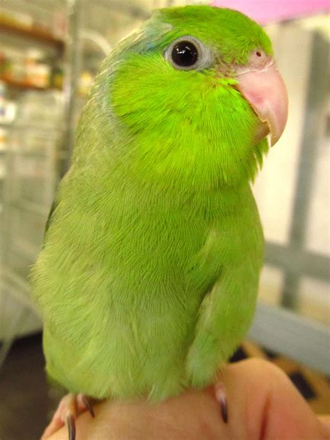 Green Parrotlet by koshplappit on deviantART