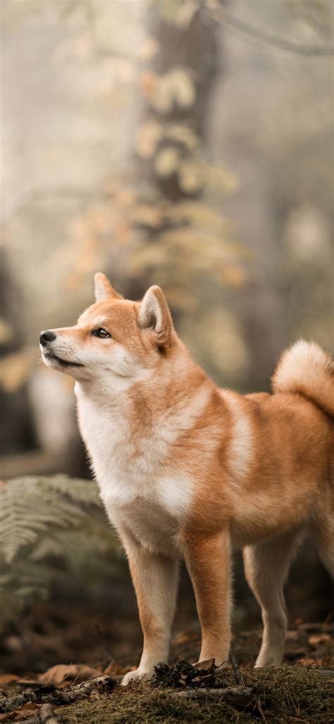 Download shiba inu, confident, dog, outdoor 1125x2436 wallpaper, iphone x, 1125x2436 hd image ...