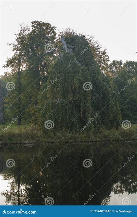 Weeping Beech Tree in a Park Stock Photo - Image of country, full: 216025440