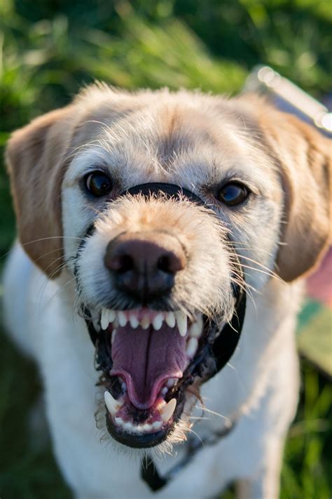 Free Images : puppy, animal, canine, pet, snout, vertebrate, labrador ...